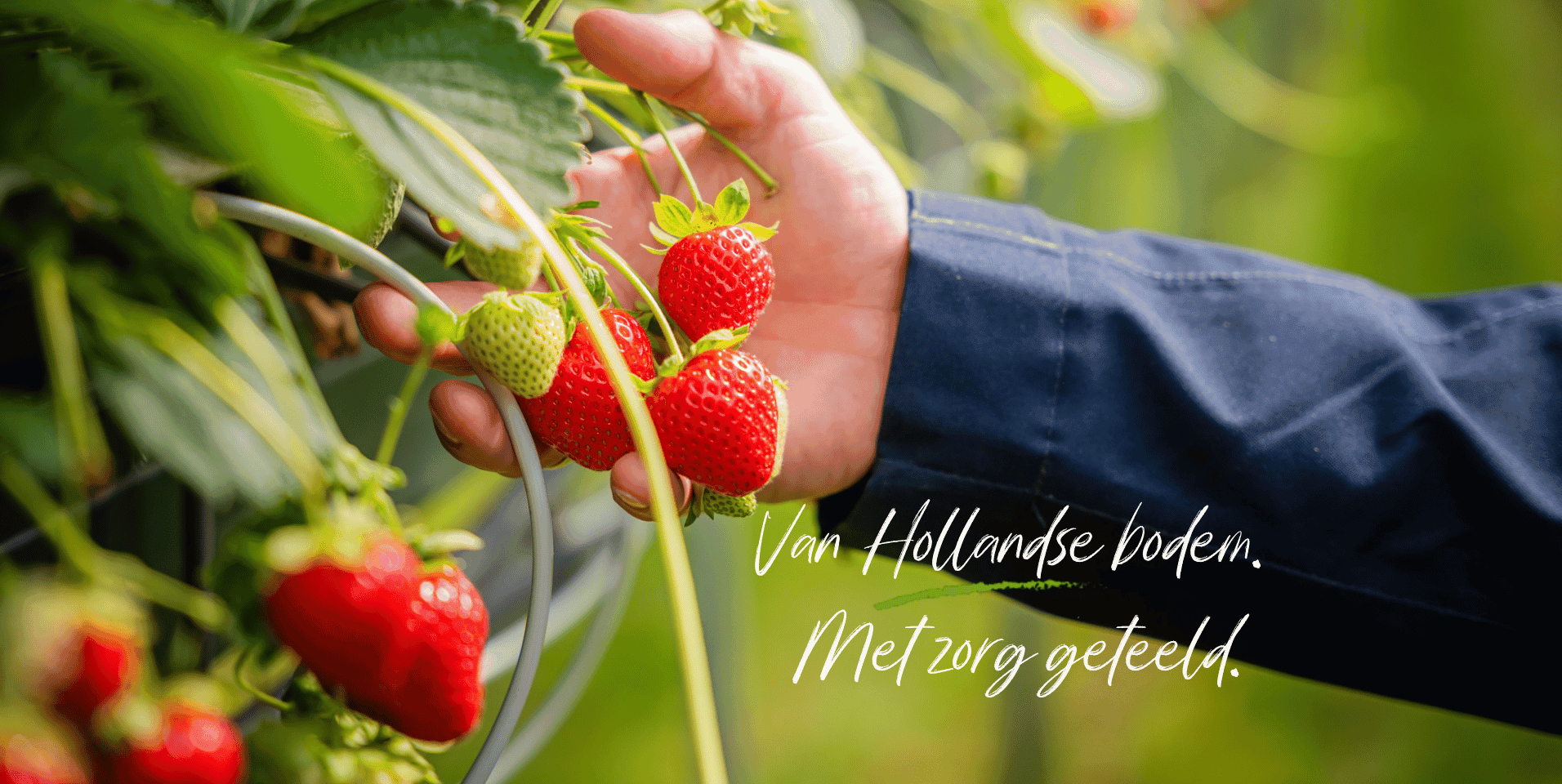 Hollandse aardbeien