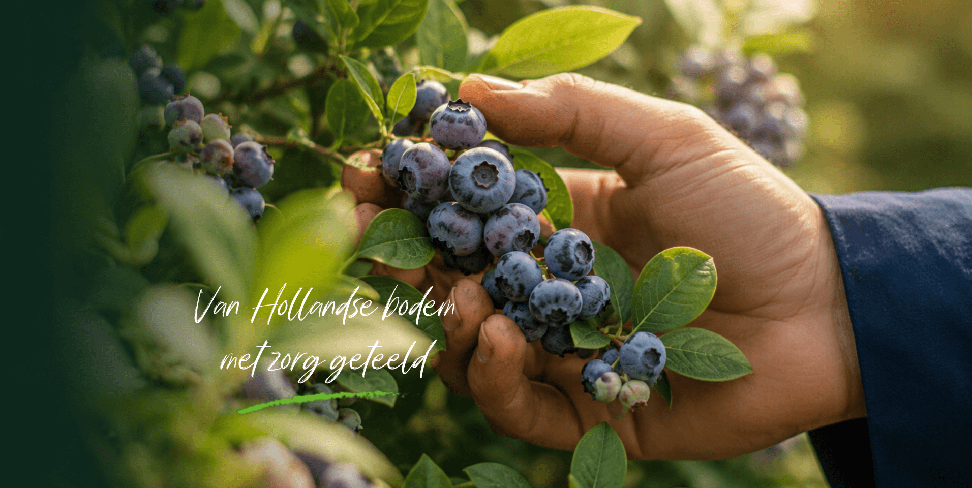 Hollandse blauwe bessen