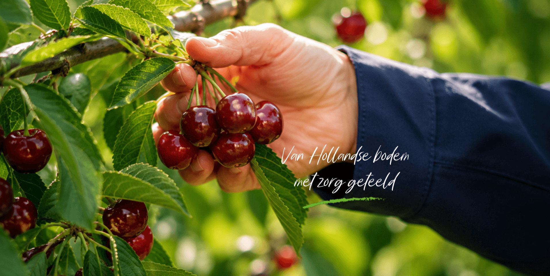 Hollandse kersen